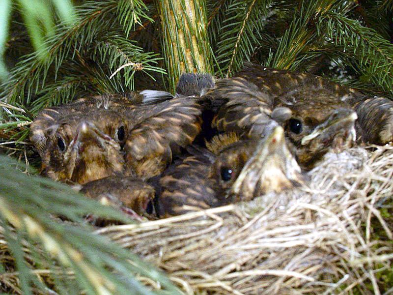 Nest in Nahaufnahme