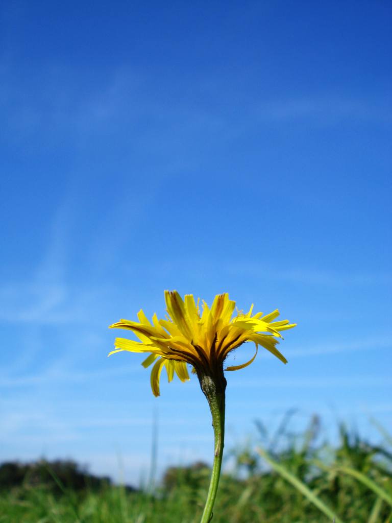 Immer der Sonne entgegen