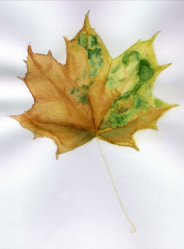 Blatt - Aquarell