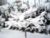 Stachelbeerbumchen im Schnee